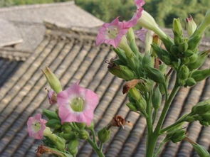 郁金香种植养护秘籍，百度SEO爆款花卉攻略