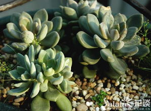 梗多可食用花卉：金盏花、 三色堇和菊花