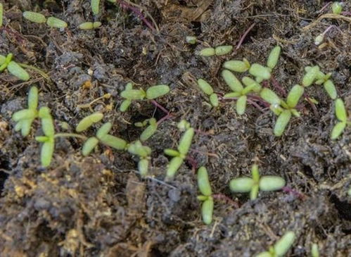 太阳花修剪， 你得知道的那些事儿