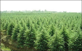 种植雪松，一亩地要播多少种子呢？老周基地的实践经验告诉你