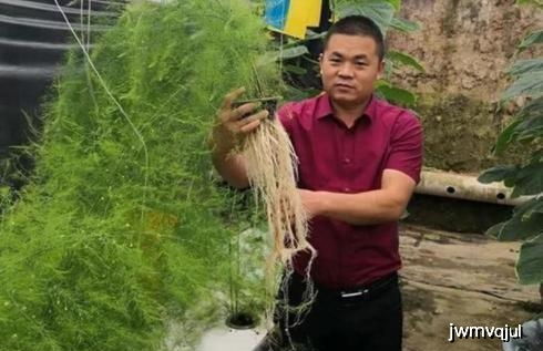 芦笋种子采摘后如何处理和种植才能提高繁殖成功率