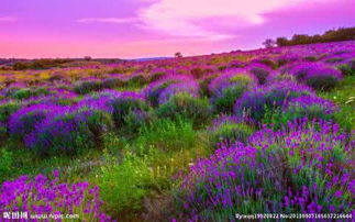 数据对比：温度与桃花