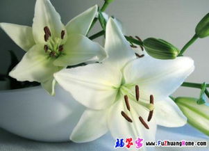 百合花浇水频率和技巧是什么？