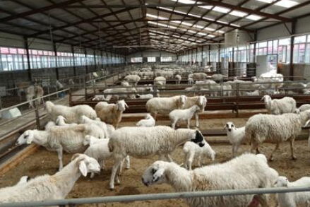 农业养殖需关注：规模养殖、科学饲养、环境管理