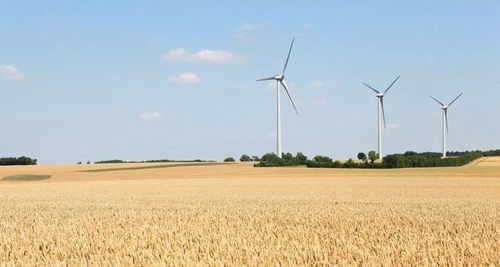小麦市场波动， 多重因素影响