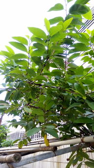 灌叶树那些事儿