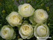 月季的魔力， 犹如爱的魔法