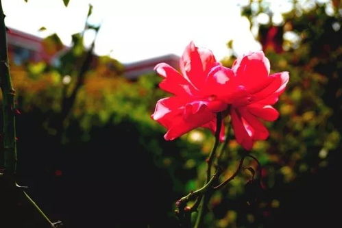 “玫瑰开花前，需适度修枝促繁花