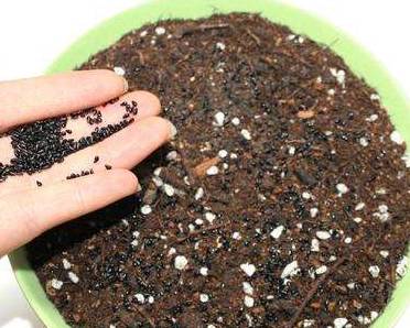 草坪种子发芽，时间表大揭秘