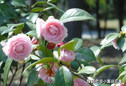 山茶花为什么不能喷水？这样会破坏其花瓣结构