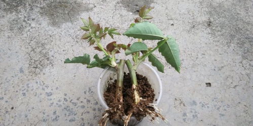 自制花卉生根剂， 让扦插快速生根的小窍门