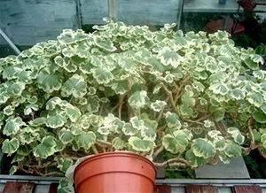 大花盆装满土的重量