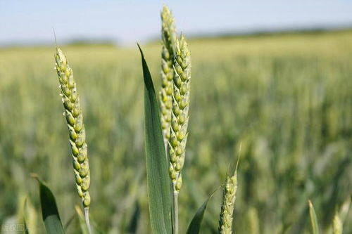 农药混用要小心