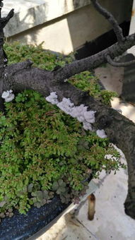 种植大师的经验：土层温度是关键