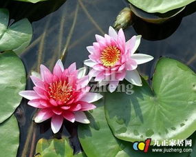 睡莲怎么繁殖？