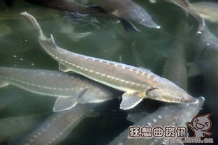 刁子鱼养殖潜力大，人工养殖前景广阔