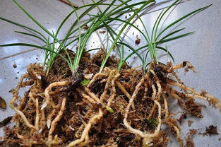 喷洒农药的平安注意事项