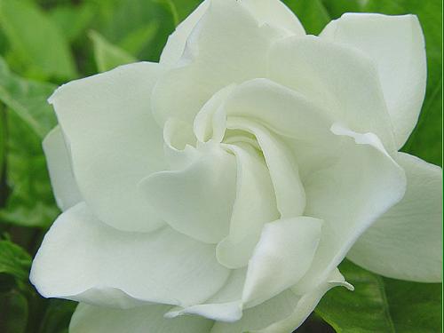 栀子花的花语“美丽的芬芳”有什么深层含义