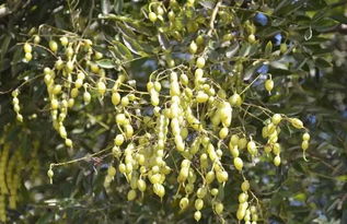 栀子树养护小贴士：花开满枝的秘密