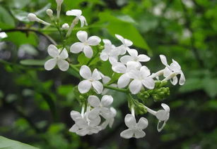 丁香花种植技巧有哪些？如何科学养护使其茁壮成长