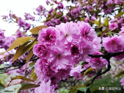樱花几月开最好看？不同品种开花时间有差异