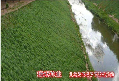 草坪与护坡：草种的选择与特点