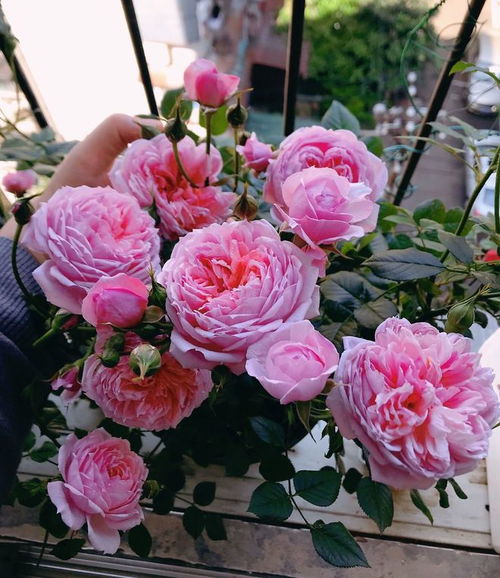 铃之妖精， 春秋两季花蕞美