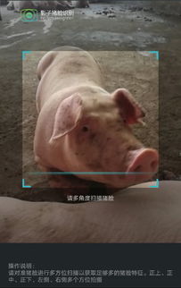 养殖新手必知：如何安全使用杂料喂猪？掌握粗饲料喂养技巧！