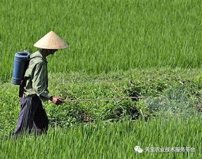 二、 农药混搭的禁忌