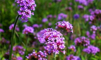 马鞭草种子图片里的宝贝