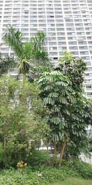 红瑞木：枝干变血红， 冬季造景新选择