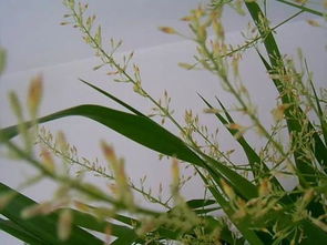 晚期腐烂的抢救策略