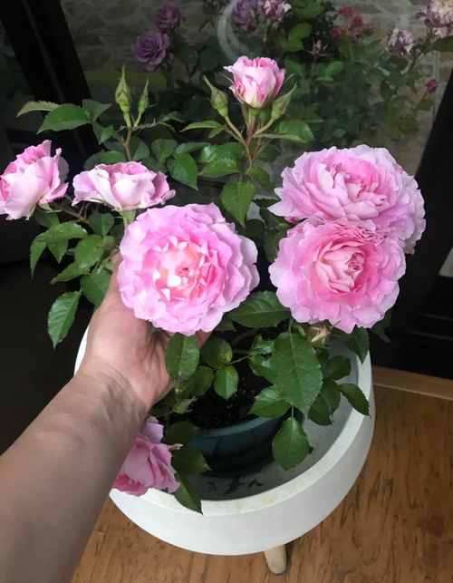 海神王阳台：粉嫩小精灵