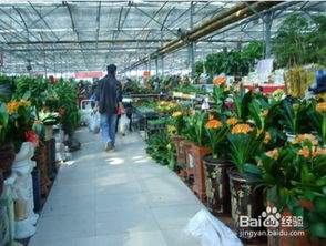 花卉市场的特色生意探索