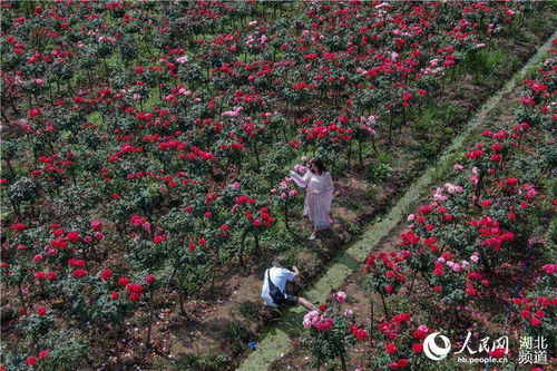 襄阳月季产业：花开幸福， 产业兴旺