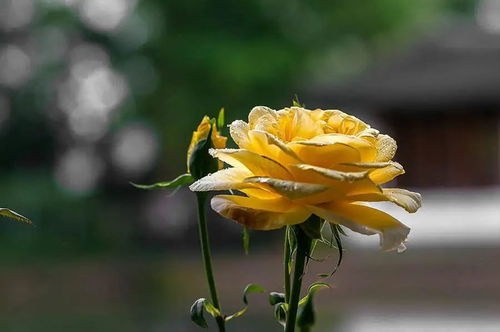 月季之宝库， 花开似黄金