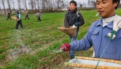 水稻根部腐烂的神秘原因