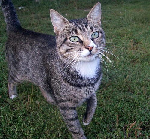 深圳深农饲料公司生产的饲料，有哪些适合宠物猫的营养配方呢？