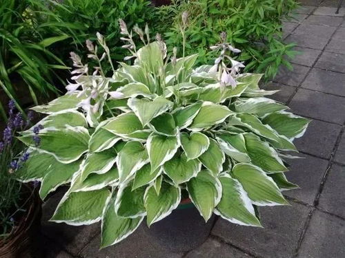 荷包牡丹：阴凉地里的美丽小精灵