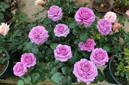 星尘月季：小苗也嫩绽放