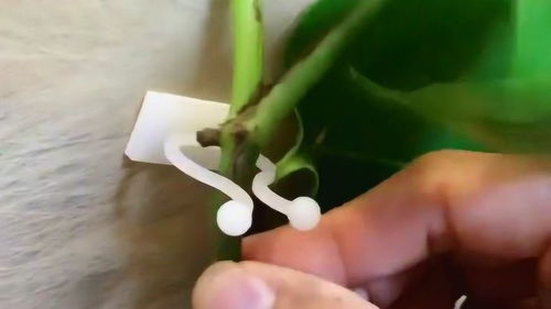 绿萝如何修剪？形状才能更美观