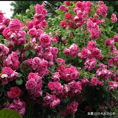 百菌清：月季的守护神