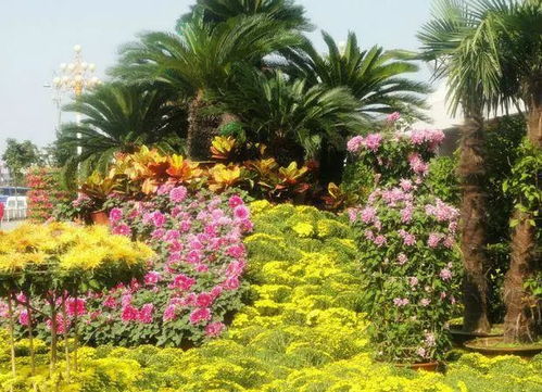 塔黄：耐力冠军