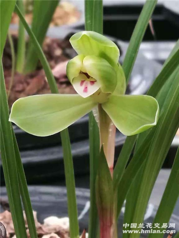 花叶兰月亮花如何繁殖？自然条件下