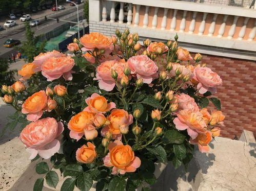 复合肥和磷酸二氢钾的正确使用