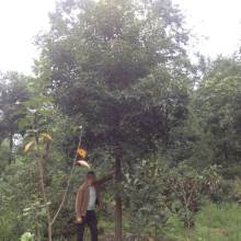 香樟树苗批发价格