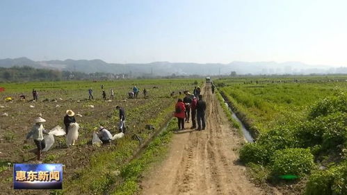 高效土豆种植机，助力农业现代化