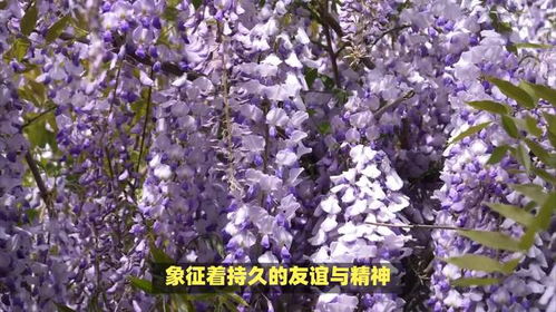 紫藤花花语是什么它有什么寓意和象征