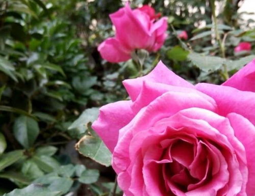 迪莉娅月季的花期，长还是短？