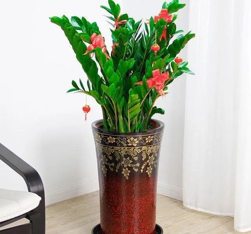 冬天室内适合养哪些花？了解这些花卉的特性